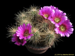 Echinocereus stramineus 1137